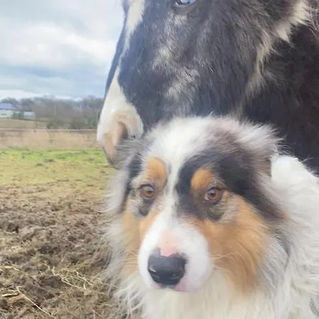 L'evasion Du Berger Australien * 쿠뱅