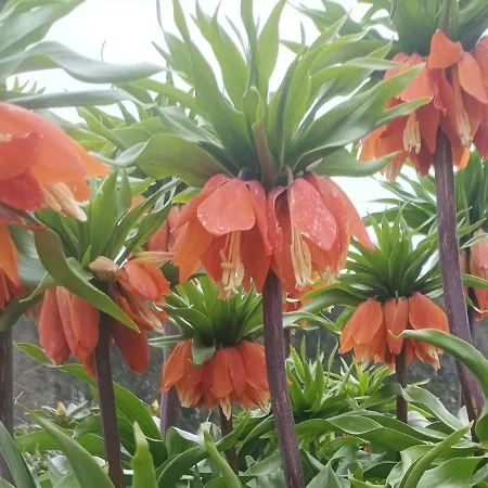 L'evasion Du Berger Australien * 쿠뱅