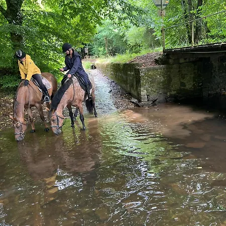 L'evasion Du Berger Australien *